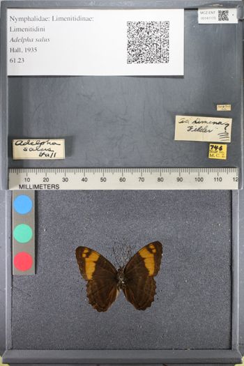Media type: image;   Entomology 141173